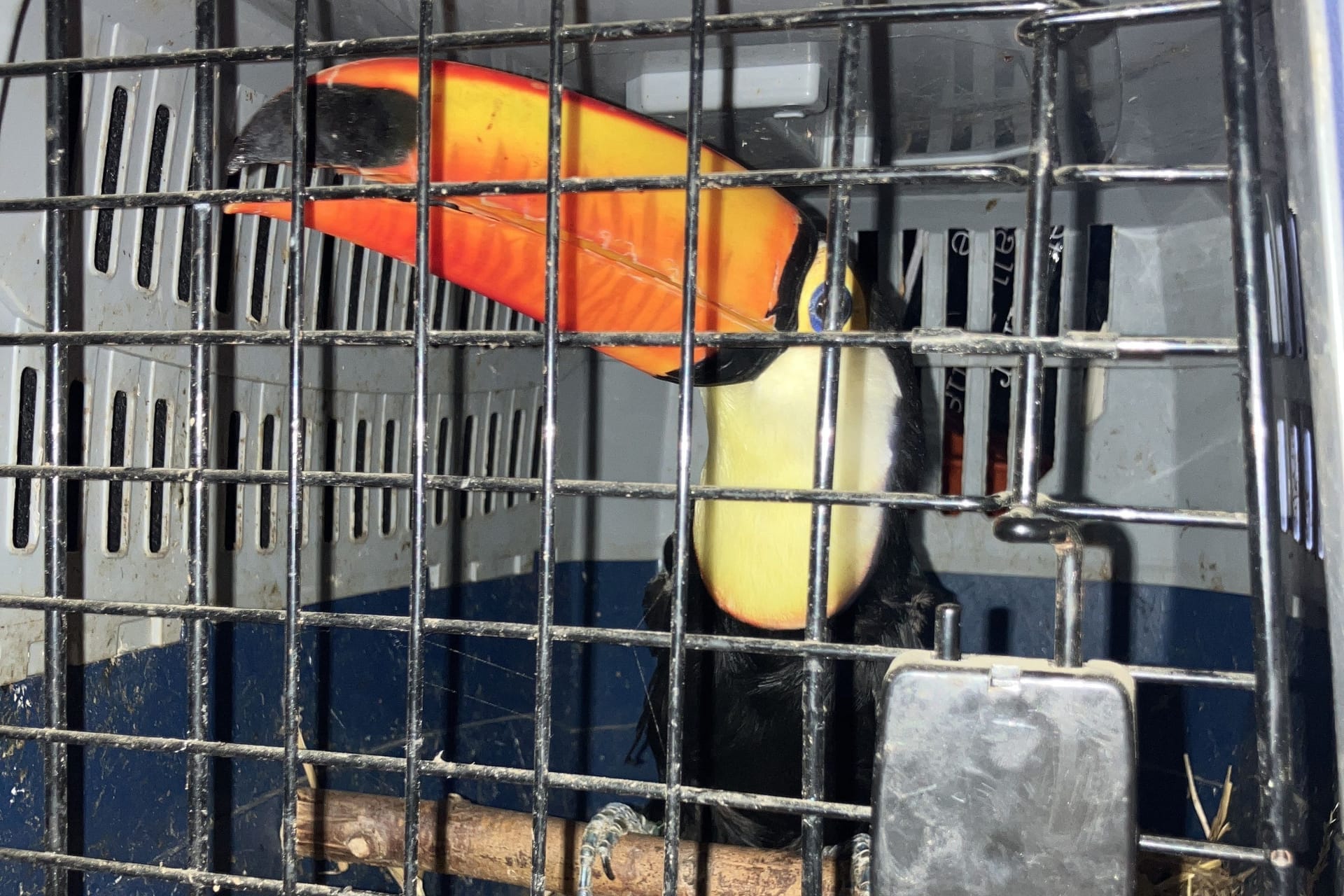 Kurioser Einsatz: Die Polizei entdeckte exotische Tiere bei einer Verkehrskontrolle.