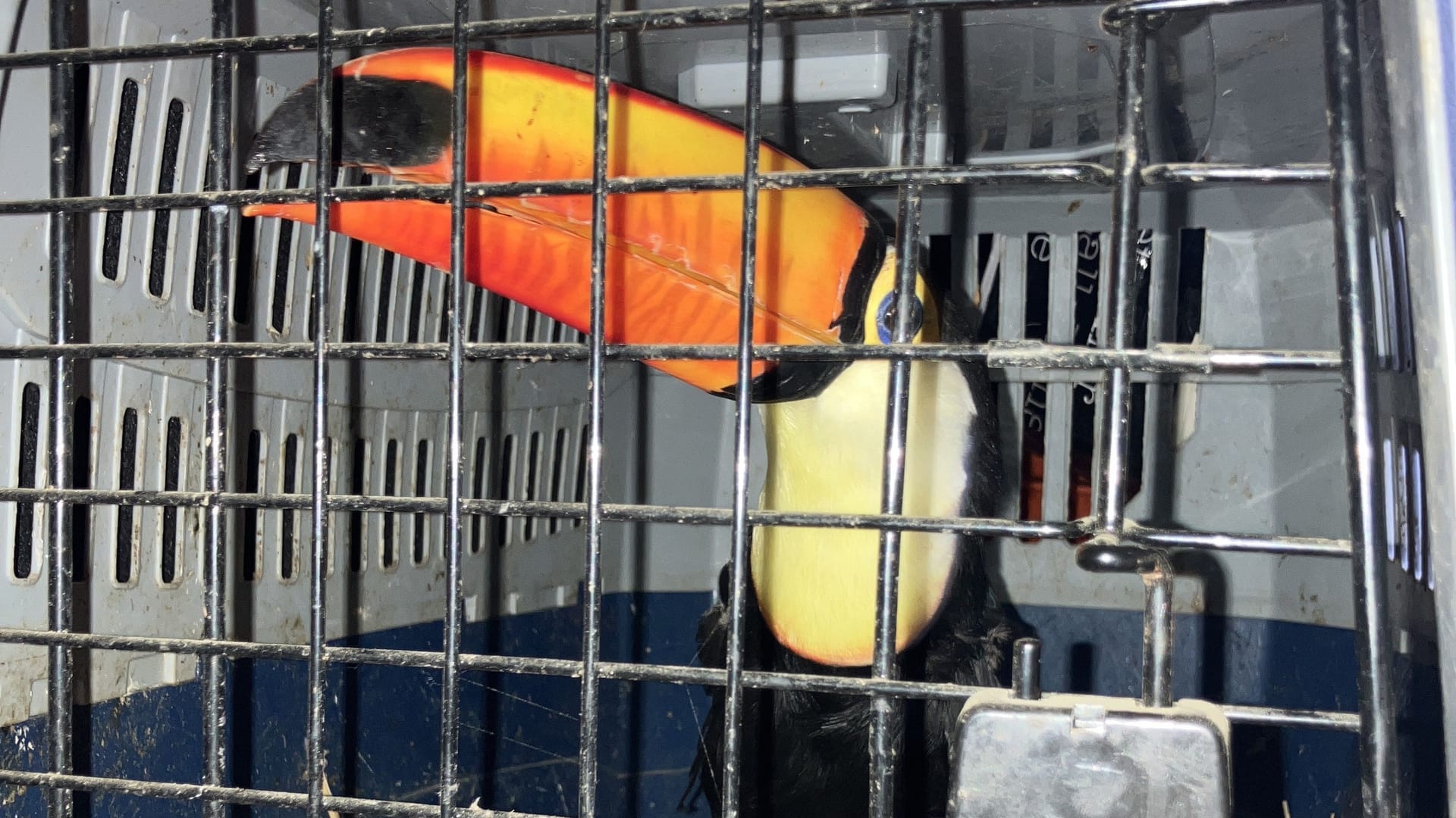 Kurioser Einsatz: Die Polizei entdeckte exotische Tiere bei einer Verkehrskontrolle. Kurioser Einsatz: Die Polizei entdeckte exotische Tiere bei einer Verkehrskontrolle.
