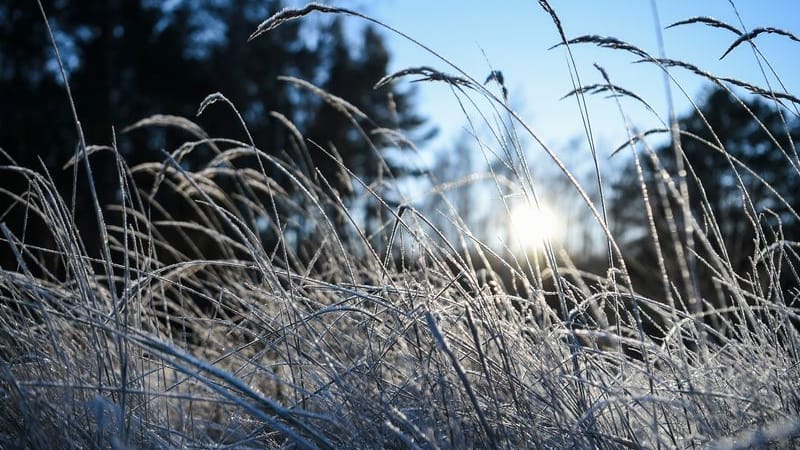 Frühling und trotzdem kalt (Archivbild): Sonne scheint bei Minusgraden auf dem ehemaligen Schießplatz Mittelheide in Berlin.