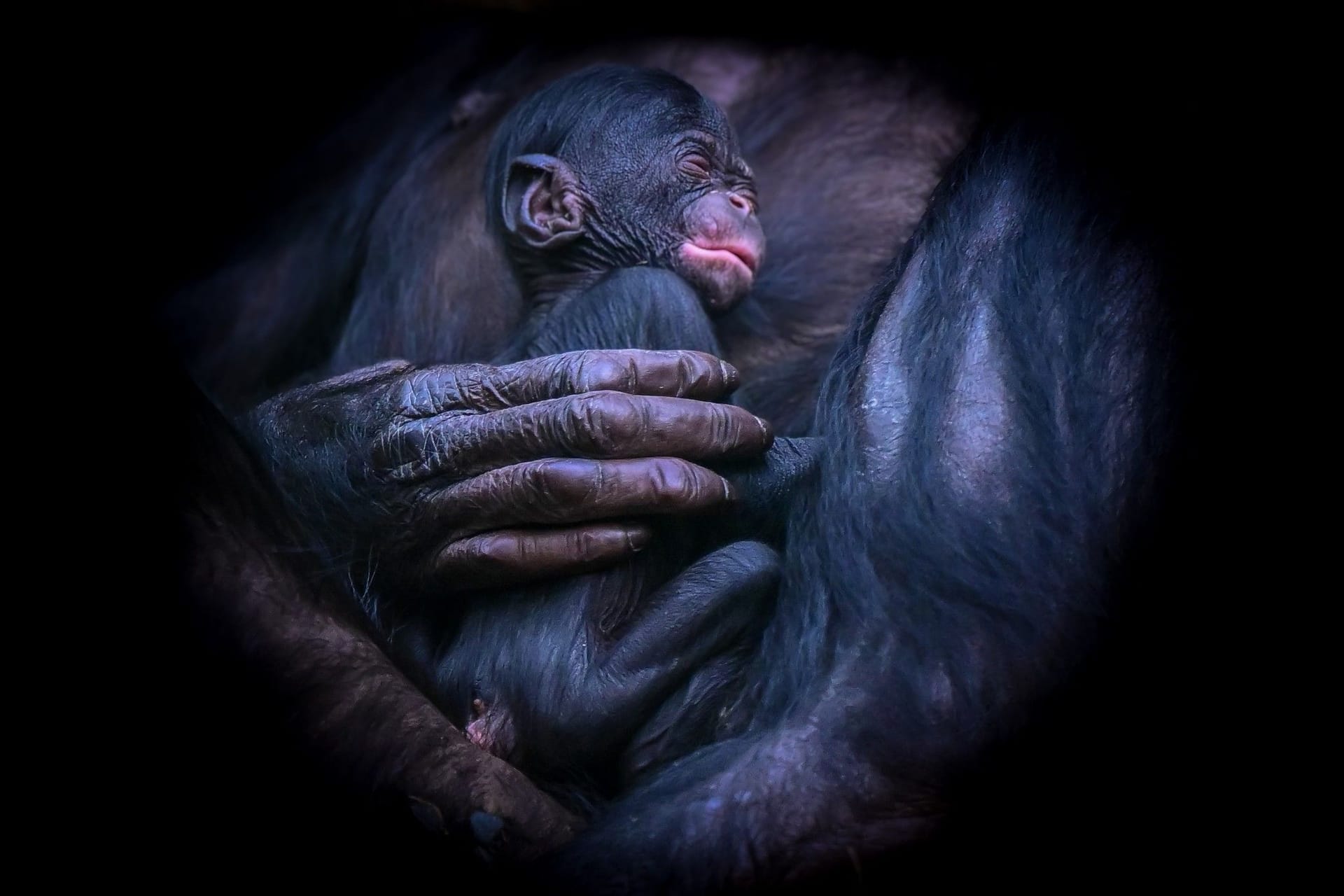Bonobo-Baby Milumbe: Insgesamt leben derzeit sechs Bonobos im Kölner Zoo: