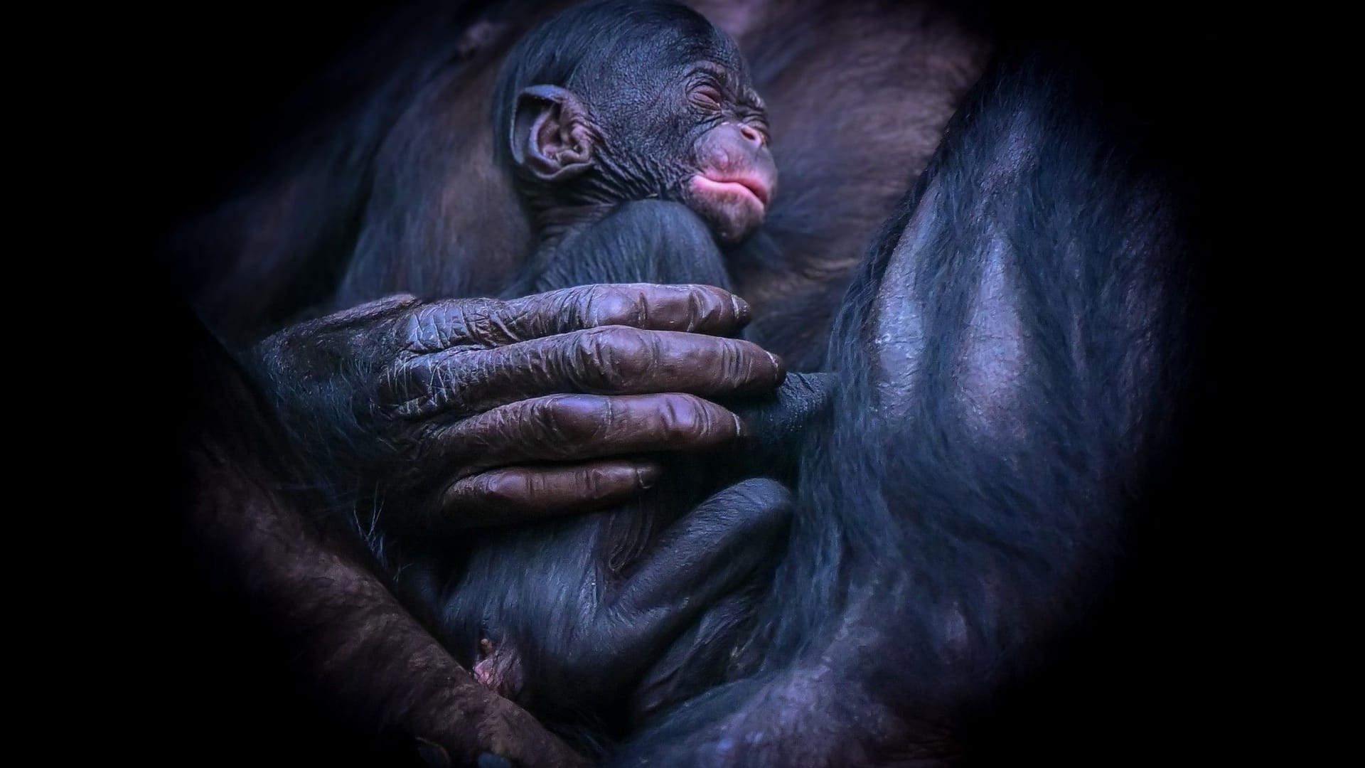 Bonobo-Baby Milumbe: Insgesamt leben derzeit sechs Bonobos im Kölner Zoo: Bonobo-Baby Milumbe: Insgesamt leben derzeit sechs Bonobos im Kölner Zoo: