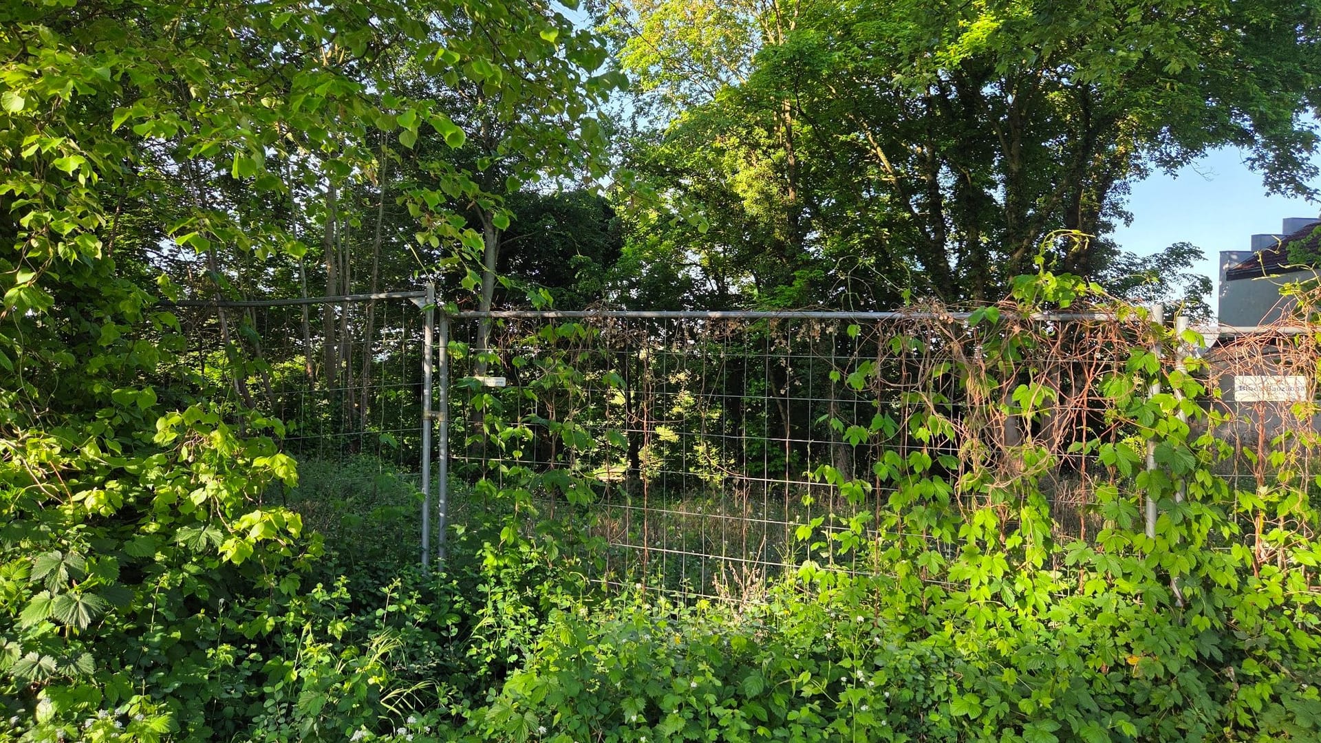 Ein Bauzaun schützt das Grundstück, das mittlerweile vollkommen verwildert ist.