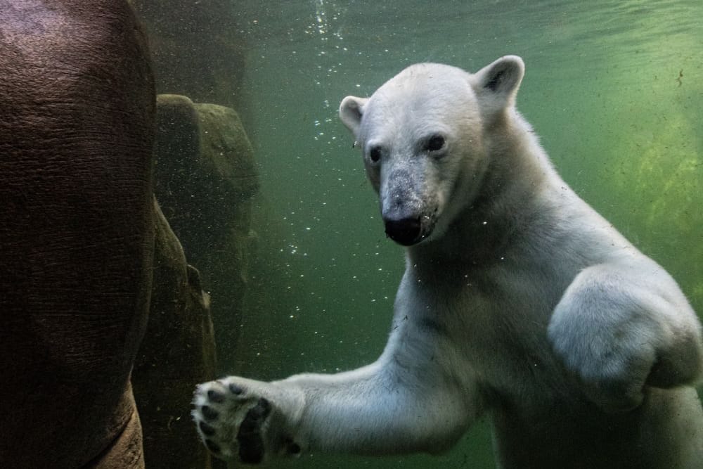 Eisbärin Anouk im Tierpark (Archivbild): Sie ist nun in der Nähe von Paris untergebracht.