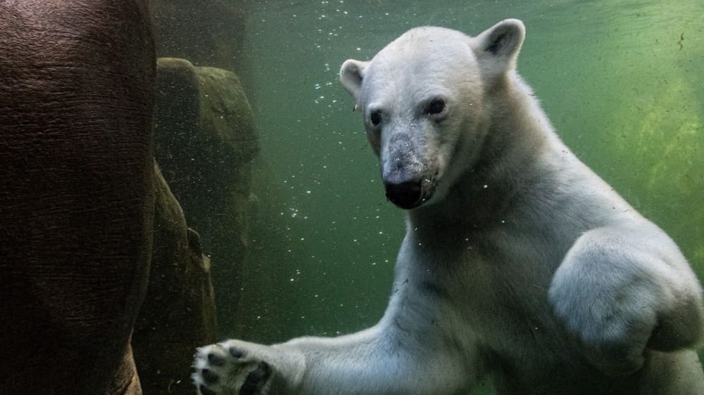 Eisbärin Anouk im Tierpark (Archivbild): Sie ist nun in der Nähe von Paris untergebracht. Eisbärin Anouk im Tierpark (Archivbild): Sie ist nun in der Nähe von Paris untergebracht.