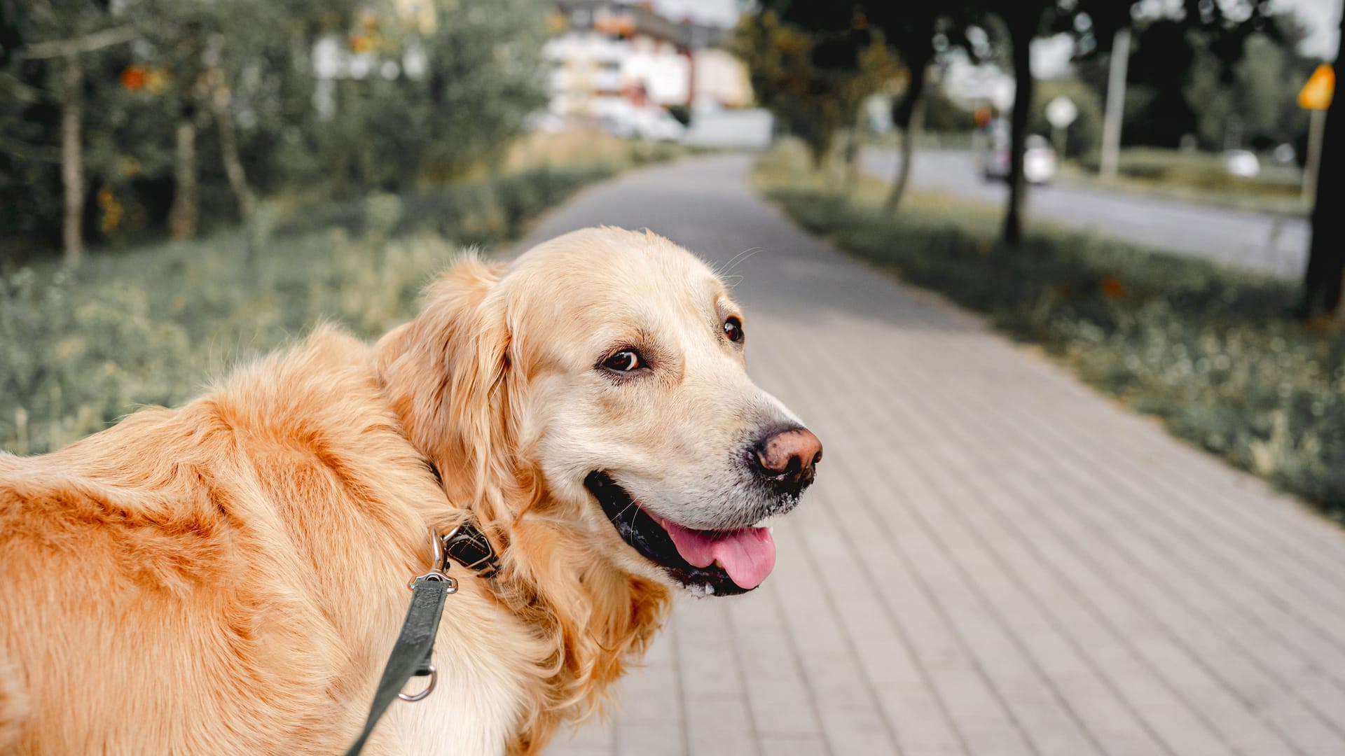 Ein Golden Retriever an der Leine: Auslauf im Grünen und Gesellschaft macht Hunde glücklich.