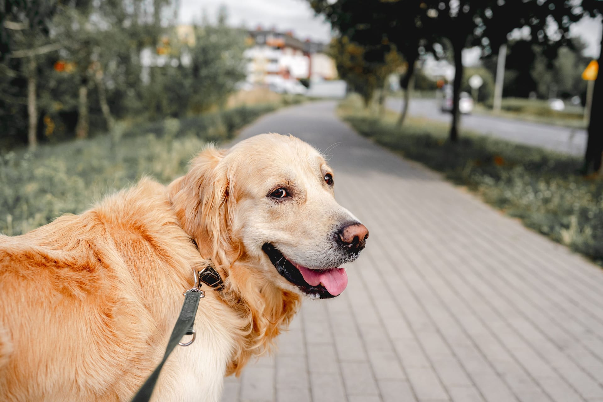 Ein Golden Retriever an der Leine: Auslauf im Grünen und Gesellschaft macht Hunde glücklich.