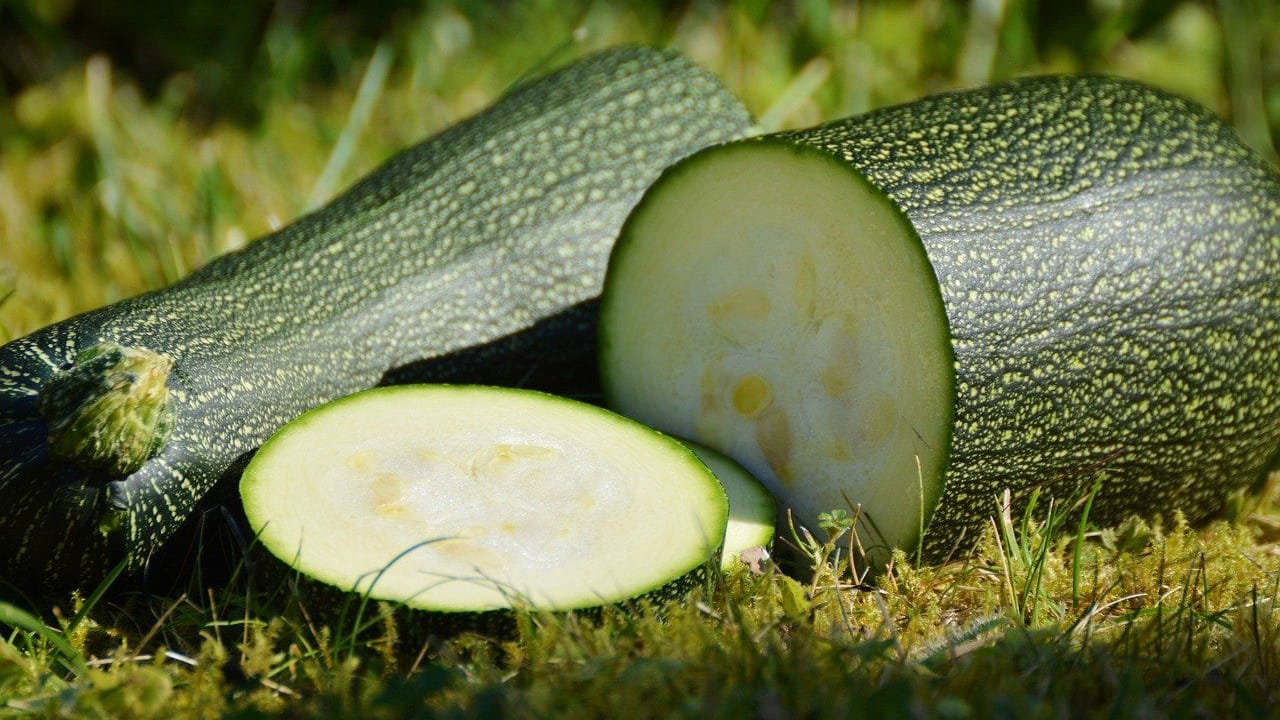 Häufig schmecken die sehr groß gewachsenen Zucchini bitter.
