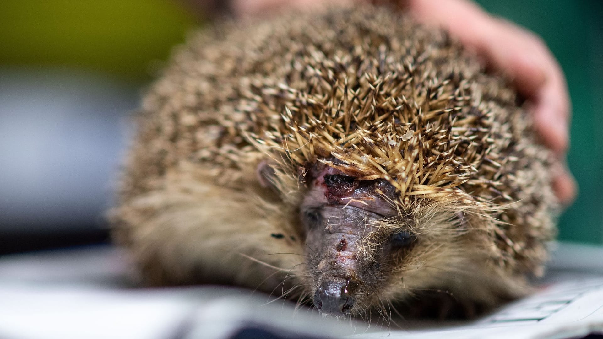 Tödliche Gefahr für Igel - Mähroboter