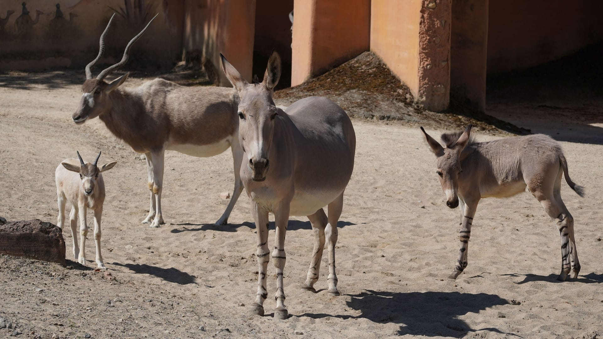 Wüstenantilopen Addax und Somali-Wildesel: Bei beiden Tierarten gibt es Nachwuchs. Wüstenantilopen Addax und Somali-Wildesel: Bei beiden Tierarten gibt es Nachwuchs.