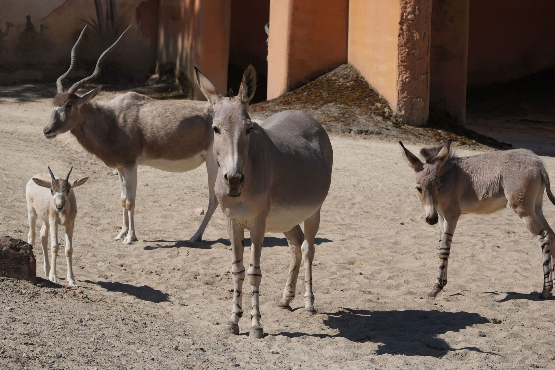 Wüstenantilopen Addax und Somali-Wildesel: Bei beiden Tierarten gibt es Nachwuchs.