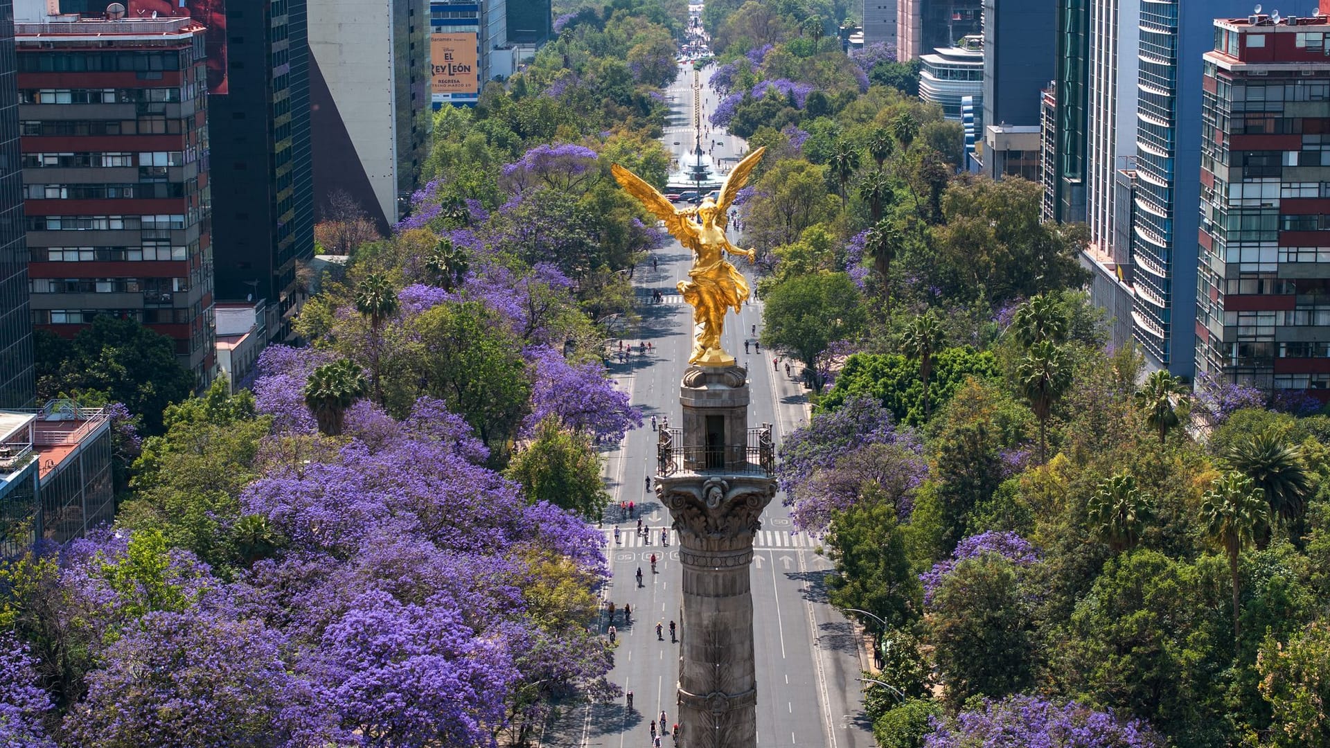 Jacaranda-Blüte in Mexiko-Stadt