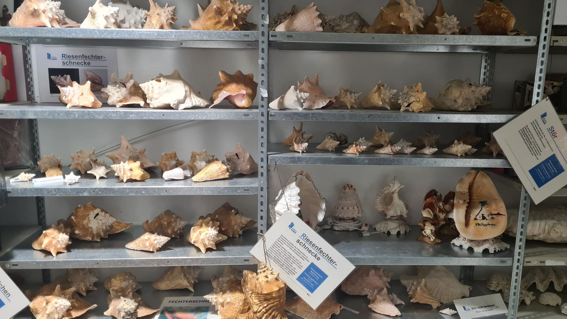 Werden oftmals versehentlich geschmuggelt: Auch viele Muscheln und Korallen stehen unter Artenschutz.