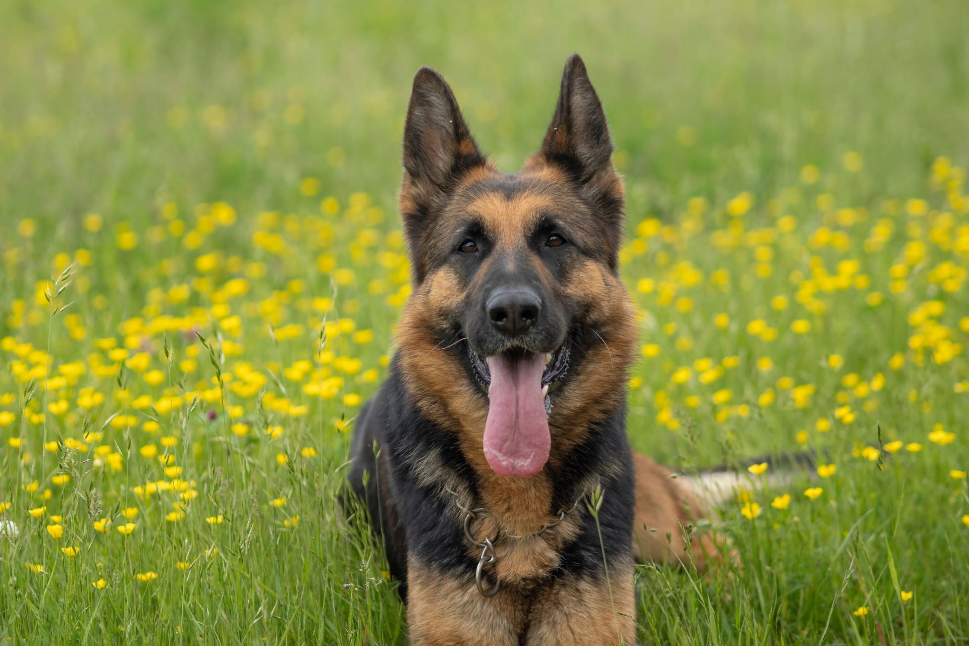 Deutscher Schäferhund (Symbolbild): Das Tierheim Hannover sucht jemanden, der mit der fünf Jahre alten Hündin Nala arbeiten möchte.