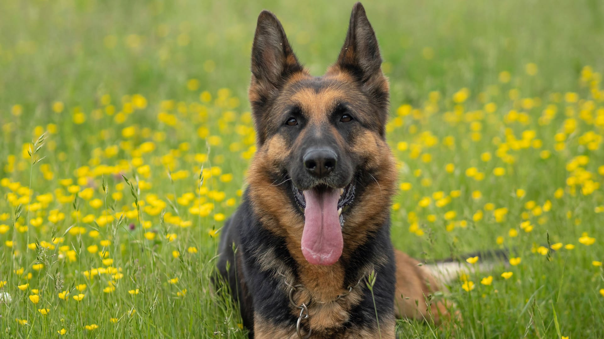Deutscher Schäferhund (Symbolbild): Das Tierheim Hannover sucht jemanden, der mit der fünf Jahre alten Hündin Nala arbeiten möchte. Deutscher Schäferhund (Symbolbild): Das Tierheim Hannover sucht jemanden, der mit der fünf Jahre alten Hündin Nala arbeiten möchte.