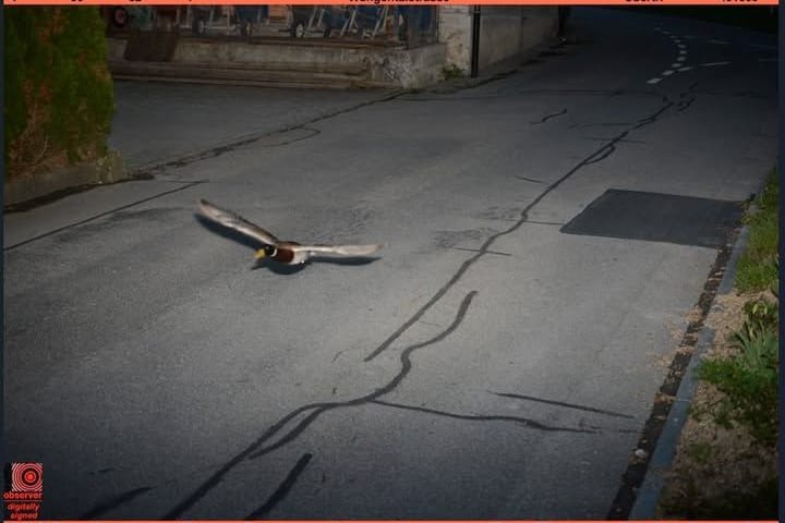 Das Blitzerfoto mit der Stockente: Mit 52 km/h wurde das Tier geblitzt. Erlaubt waren lediglich 30 km/h. Das Blitzerfoto mit der Stockente: Mit 52 km/h wurde das Tier geblitzt. Erlaubt waren lediglich 30 km/h.