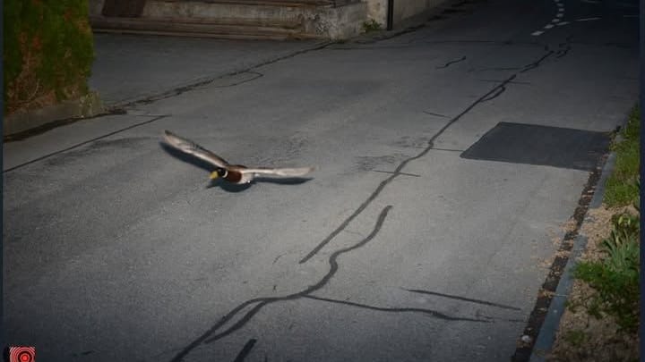 Das Blitzerfoto mit der Stockente: Mit 52 km/h wurde das Tier geblitzt. Erlaubt waren lediglich 30 km/h.