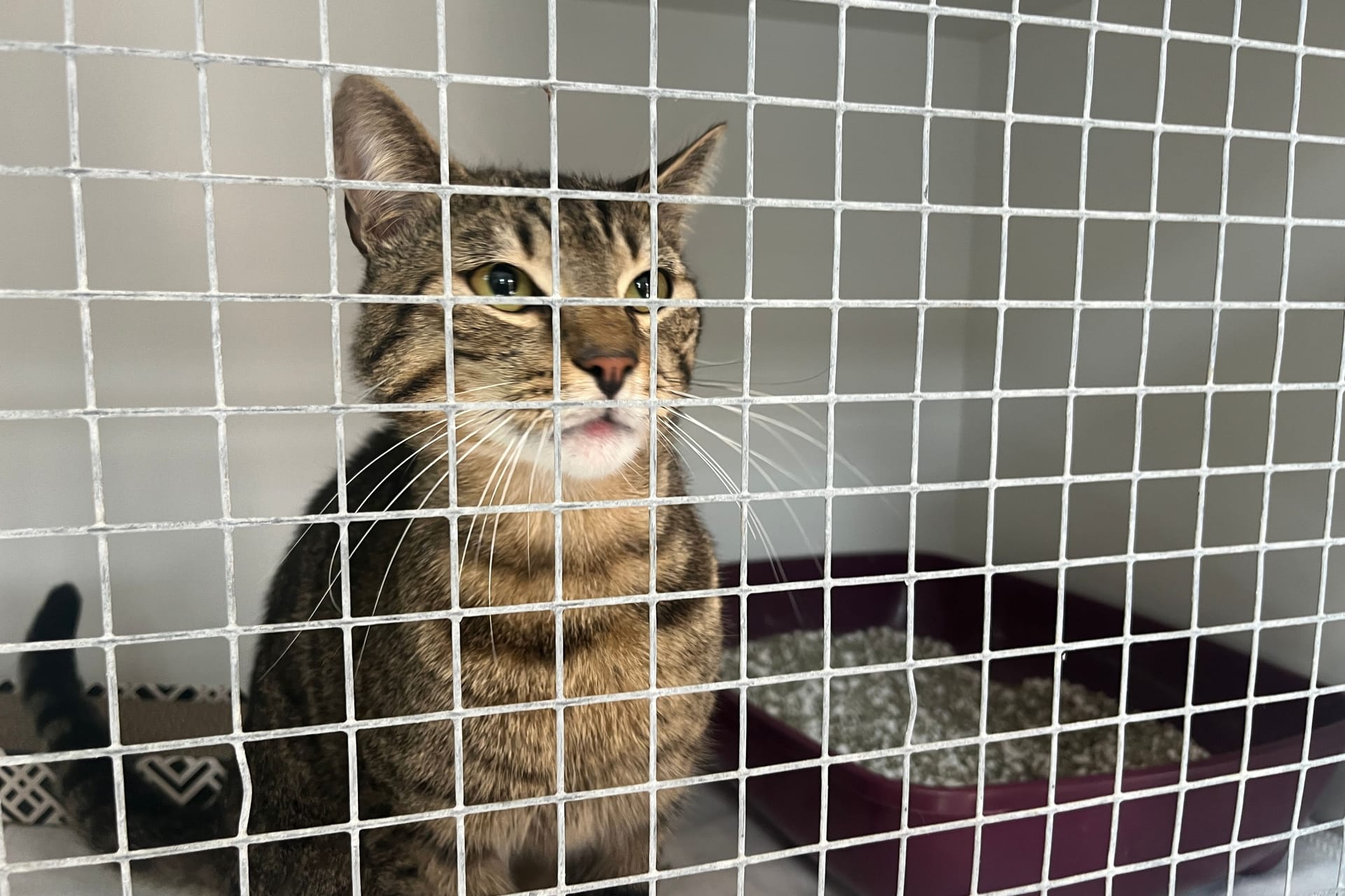 Eine Katze auf der Isolierstation in einem Tierheim (Symbolbild): Das Tierheim in Köln-Zollstock nimmt vorerst keine Katzen mehr auf.