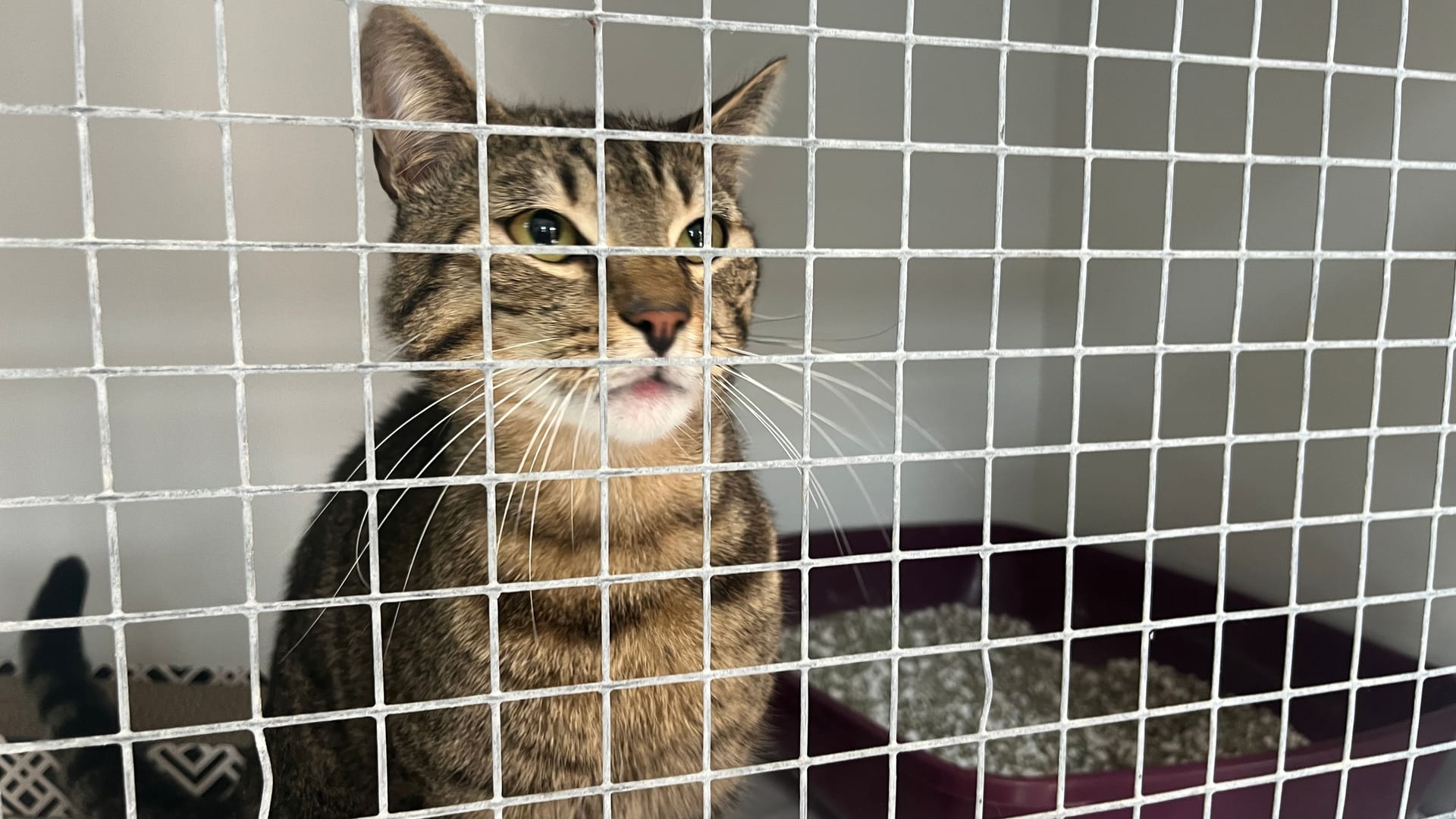 Eine Katze auf der Isolierstation in einem Tierheim (Symbolbild): Das Tierheim in Köln-Zollstock nimmt vorerst keine Katzen mehr auf.