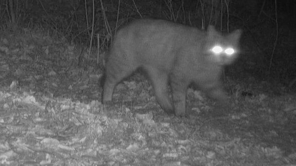 Die Wildkatze schaut direkt in die Kamera: Das seltene Tier ist bereits im März im Kreis Herzogtum Lauenburg gesichtet worden. Die Wildkatze schaut direkt in die Kamera: Das seltene Tier ist bereits im März im Kreis Herzogtum Lauenburg gesichtet worden.