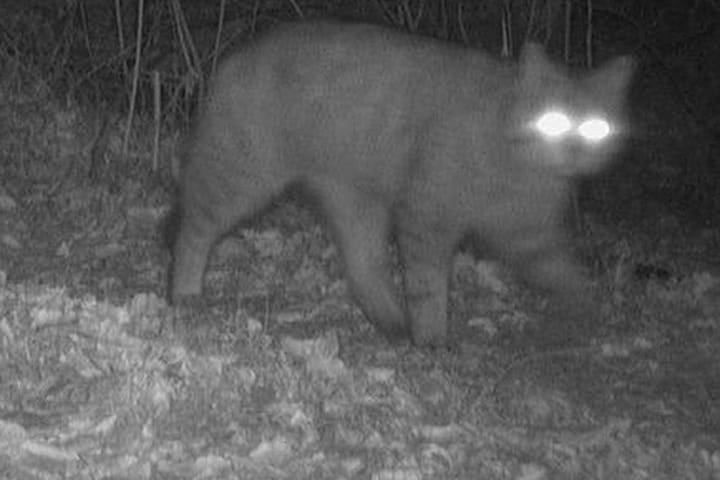 Die Wildkatze schaut direkt in die Kamera: Das seltene Tier ist bereits im März im Kreis Herzogtum Lauenburg gesichtet worden.