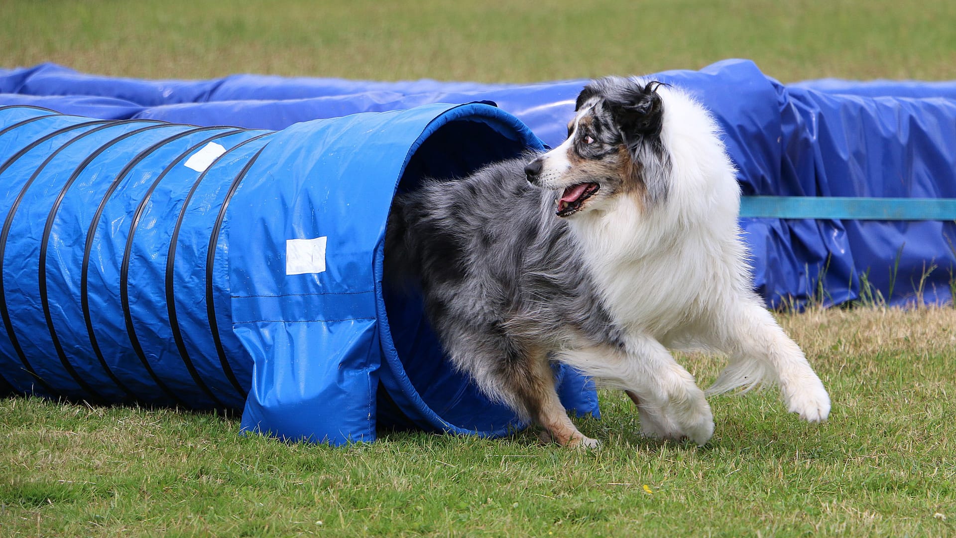 Beautiful Australian shepherd running out from an agility tunnel