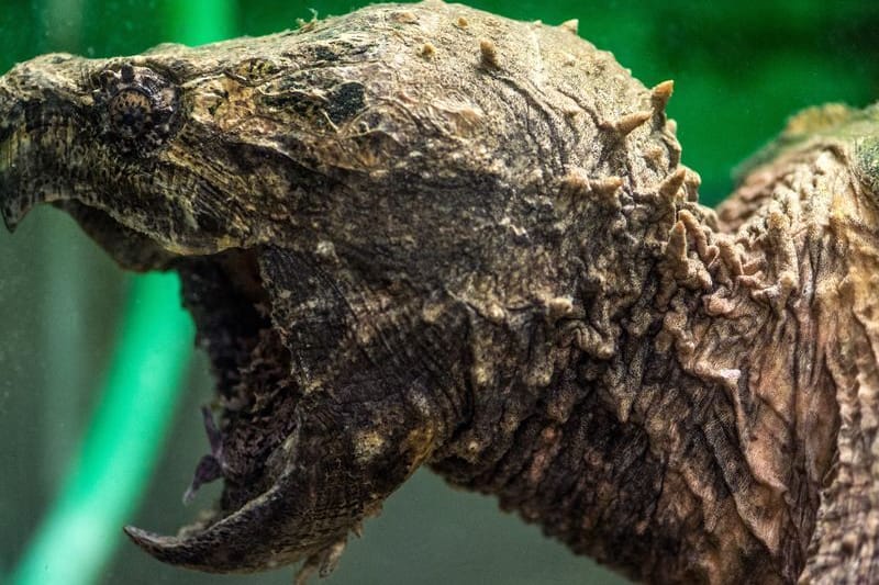 Eine Geierschildkröte im Reptilienzoo in Regensburg (Oberpfalz) (Archivbild): Ein solches Exemplar ist jetzt in Kellinghusen in Norddeutschland entdeckt worden.
