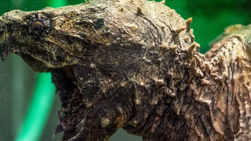 Eine Geierschildkröte im Reptilienzoo in Regensburg (Oberpfalz) (Archivbild): Ein solches Exemplar ist jetzt in Kellinghusen in Norddeutschland entdeckt worden.