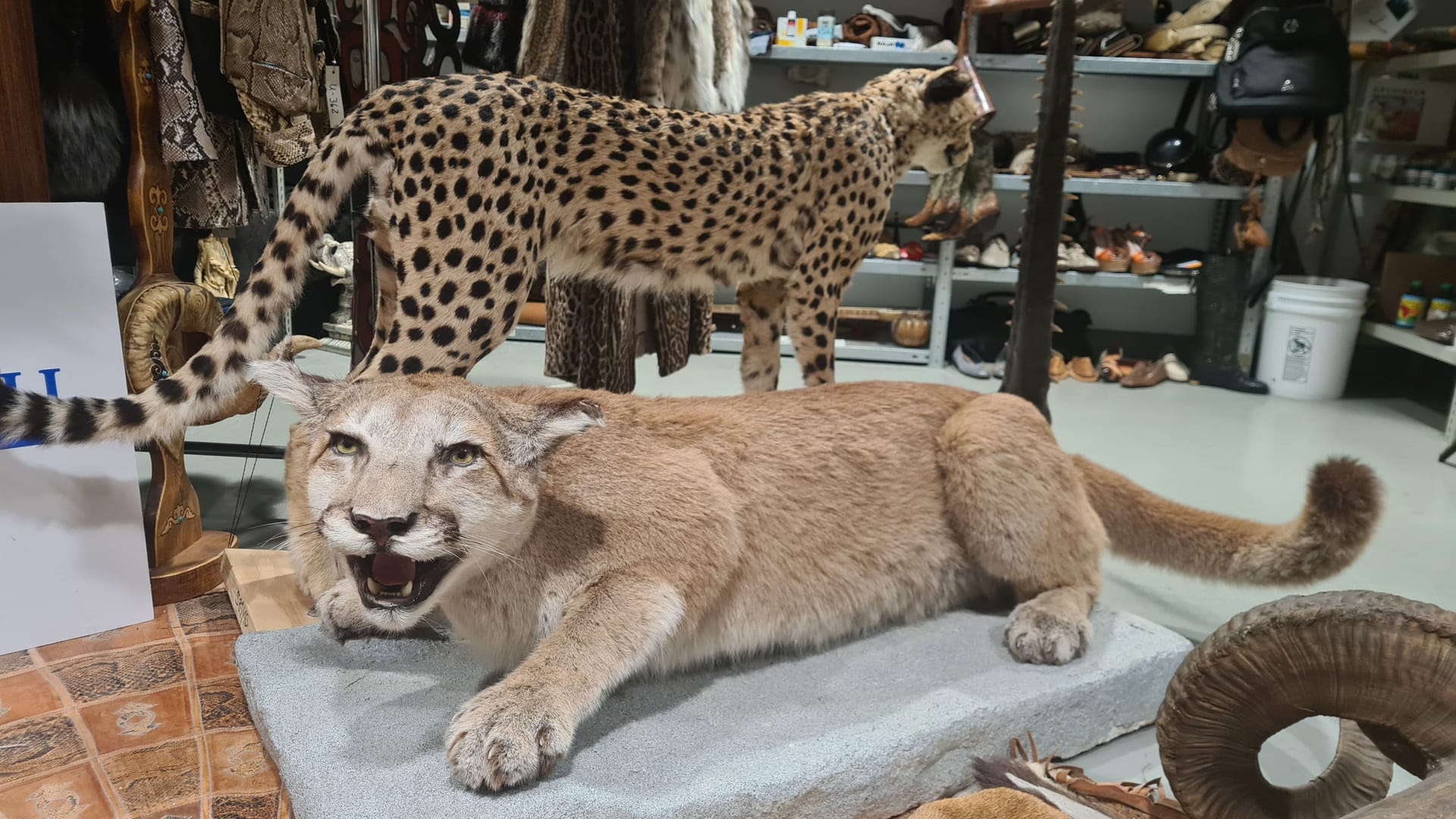 Gehören zu den spektakulärsten Funden in der Asservatenkammer: Eine ausgestopfte Löwin und ein Gepard.