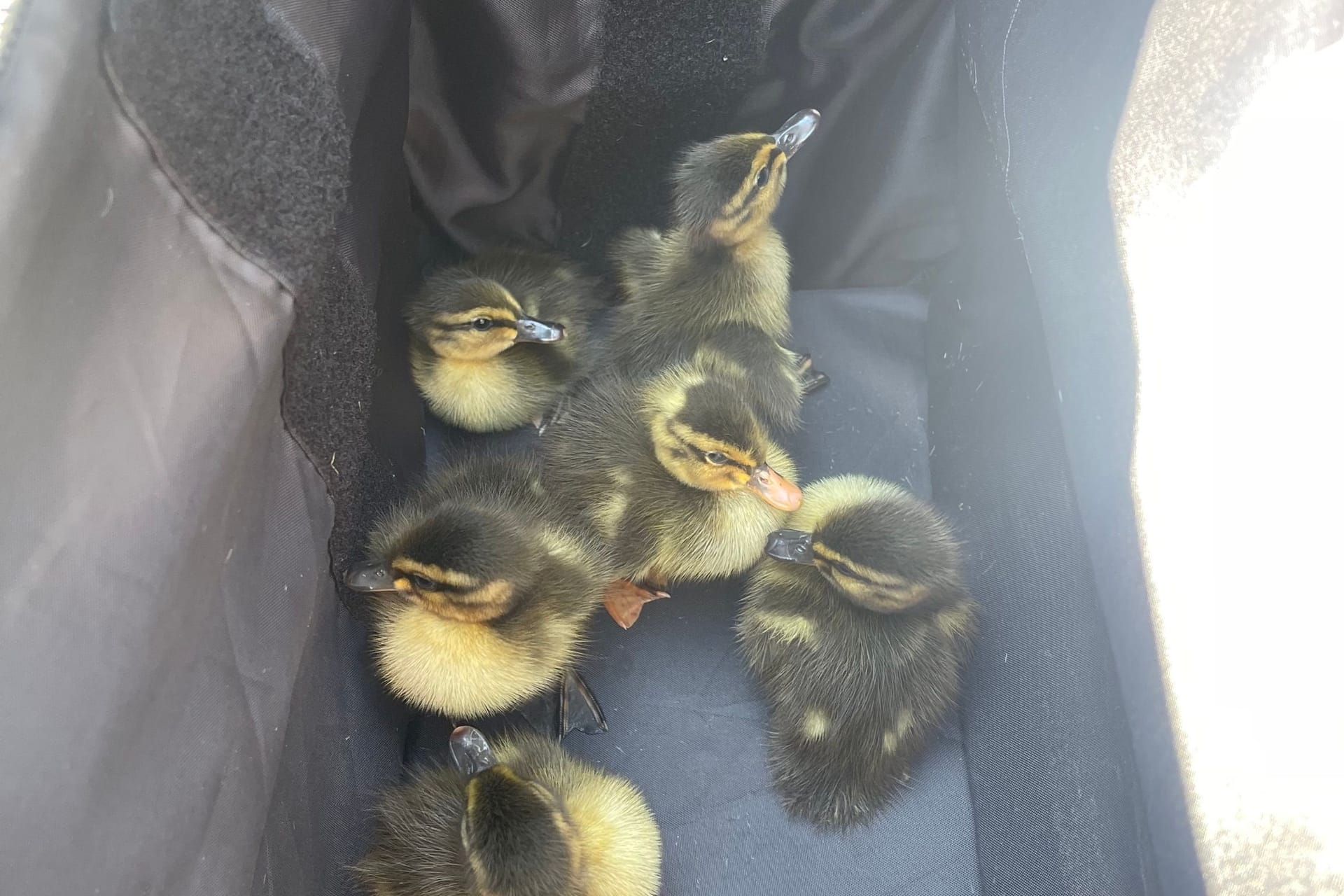 Sechs kleine Entenküken in einem Karton (Archivbild): Die Tiere verursachten am Freitag einen Polizeieinsatz auf der Autobahn in Fahrtrichtung Essen.