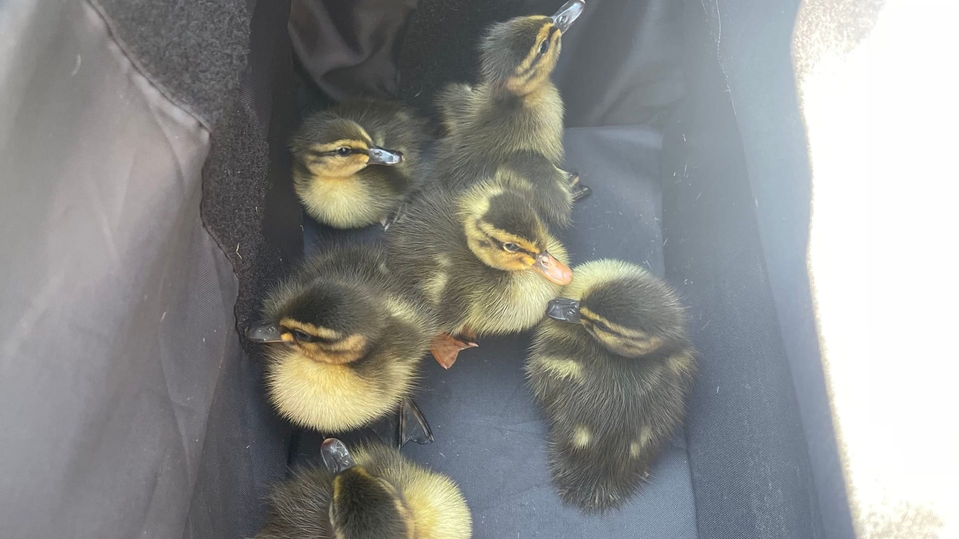 Sechs kleine Entenküken in einem Karton (Archivbild): Die Tiere verursachten am Freitag einen Polizeieinsatz auf der Autobahn in Fahrtrichtung Essen. Sechs kleine Entenküken in einem Karton (Archivbild): Die Tiere verursachten am Freitag einen Polizeieinsatz auf der Autobahn in Fahrtrichtung Essen.