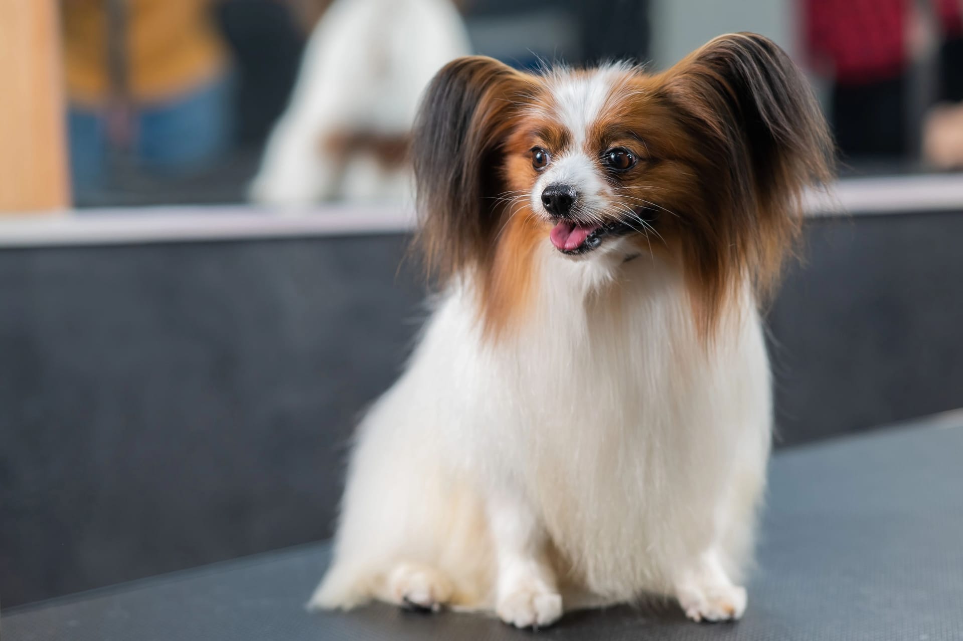 Portrait of a cute tricolor papillon. Continental spaniel dog with tongue hanging out.