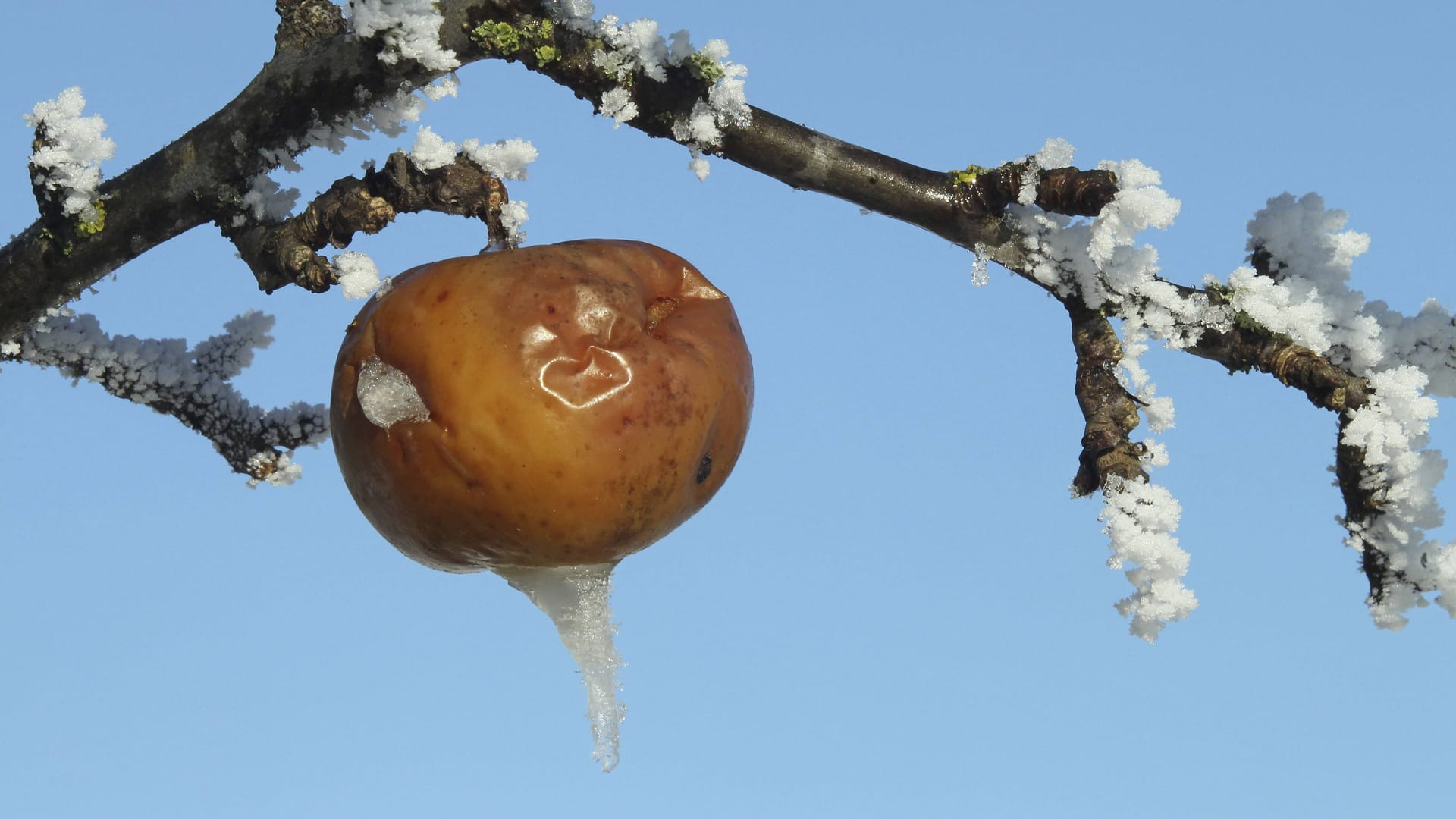 Verfrorener Apfel (Symbolfoto): Die Brandenburger Bauern müssen mit den Folgen eines Kälteanbruchs Anfang Mai leben. Verfrorener Apfel (Symbolfoto): Die Brandenburger Bauern müssen mit den Folgen eines Kälteanbruchs Anfang Mai leben.
