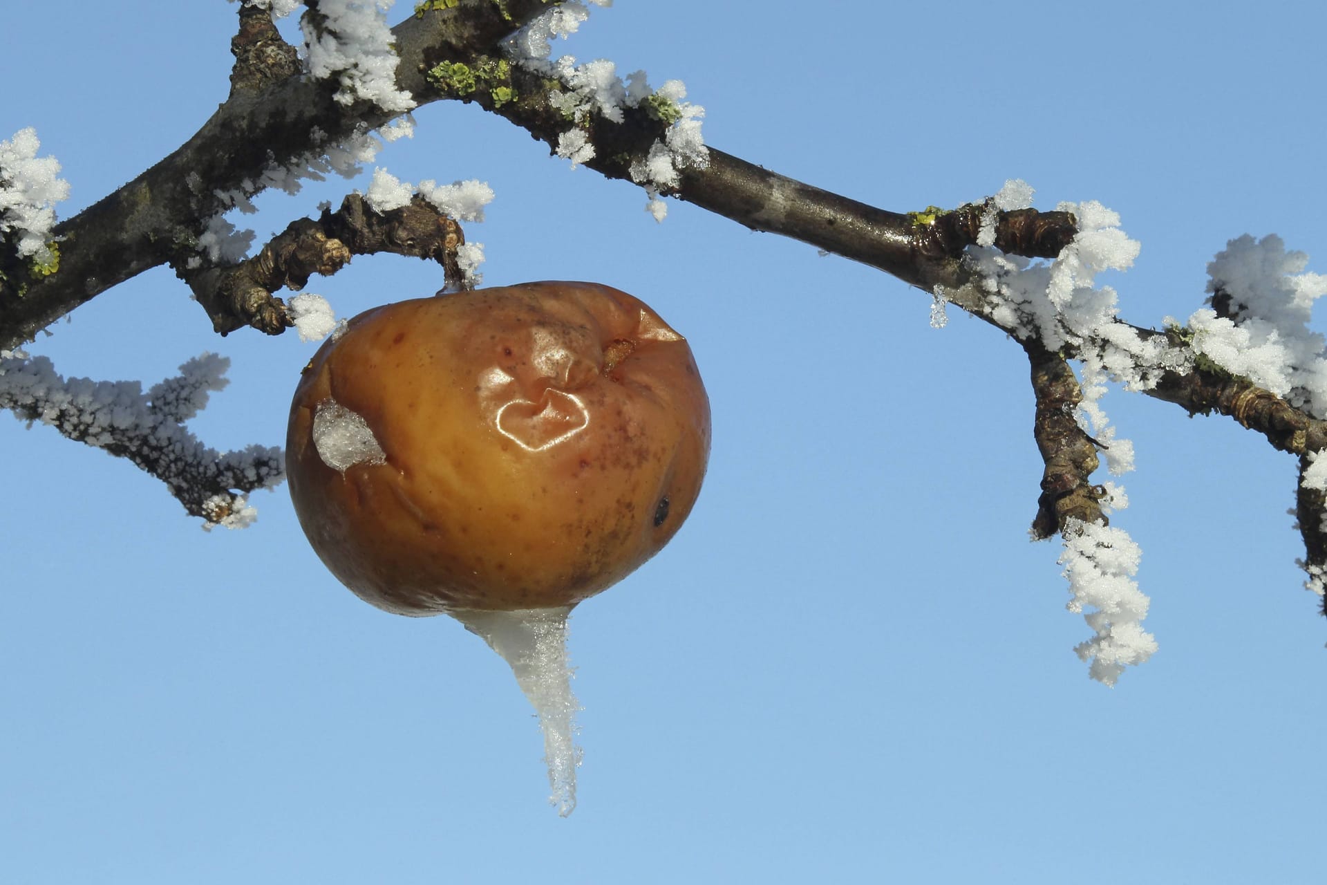 Verfrorener Apfel (Symbolfoto): Die Brandenburger Bauern müssen mit den Folgen eines Kälteanbruchs Anfang Mai leben.
