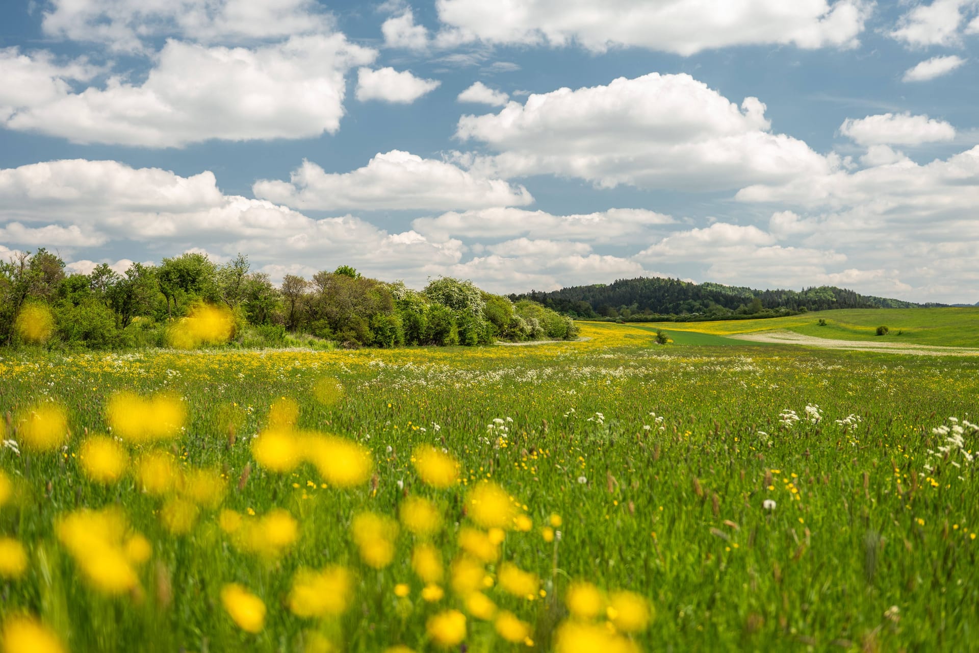Die Sonne scheint auf eine Blumenwiese (Archivbild): Das Wetter in Deutschland ist freundlich – aber Abkühlung kündigt sich an.