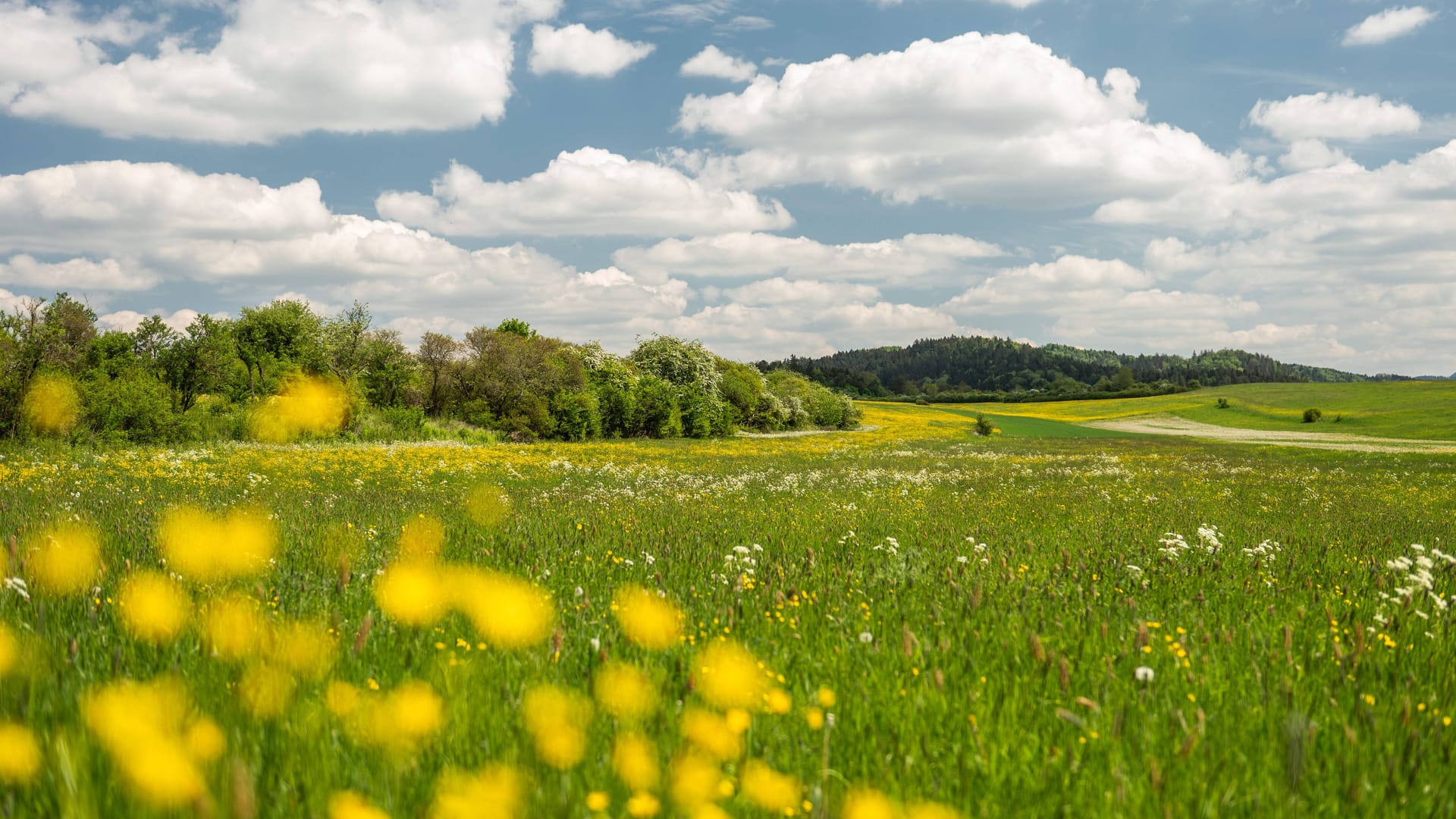 Die Sonne scheint auf eine Blumenwiese (Archivbild): Das Wetter in Deutschland ist freundlich – aber Abkühlung kündigt sich an.