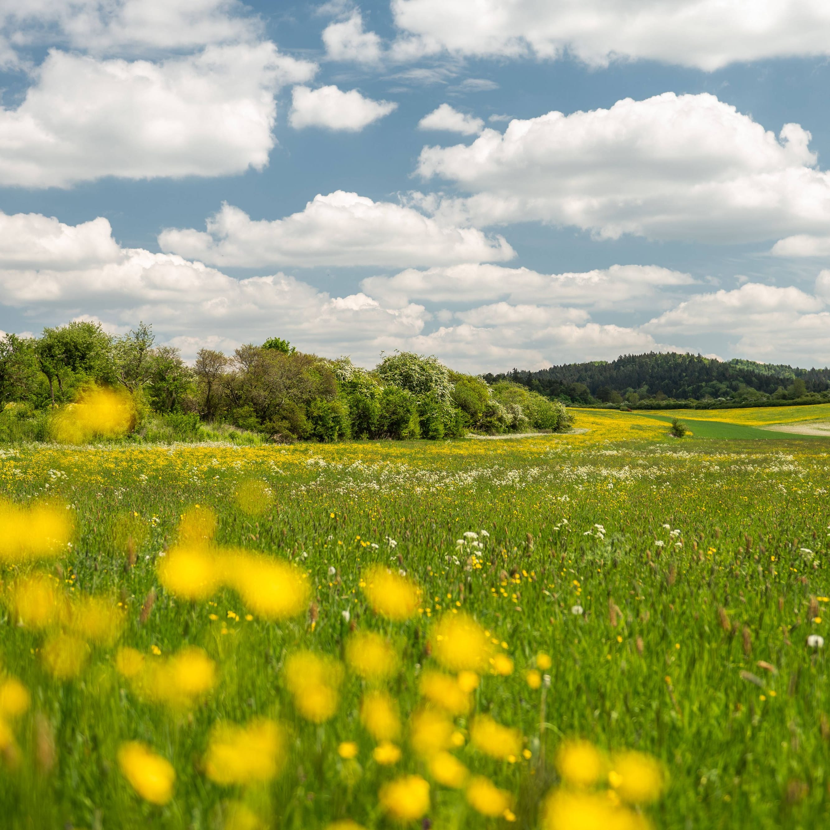 Die Sonne scheint auf eine Blumenwiese (Archivbild): Das Wetter in Deutschland ist freundlich – aber Abkühlung kündigt sich an.