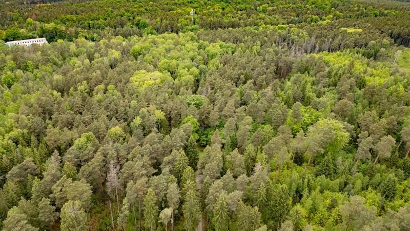 Blick auf einen Wald bei Laußnitz im Kreis Bautzen: In einem Waldstück bei Laußnitz in Ostsachsen haben Polizeibeamte die Leiche einer 21-Jährigen gefunden.
