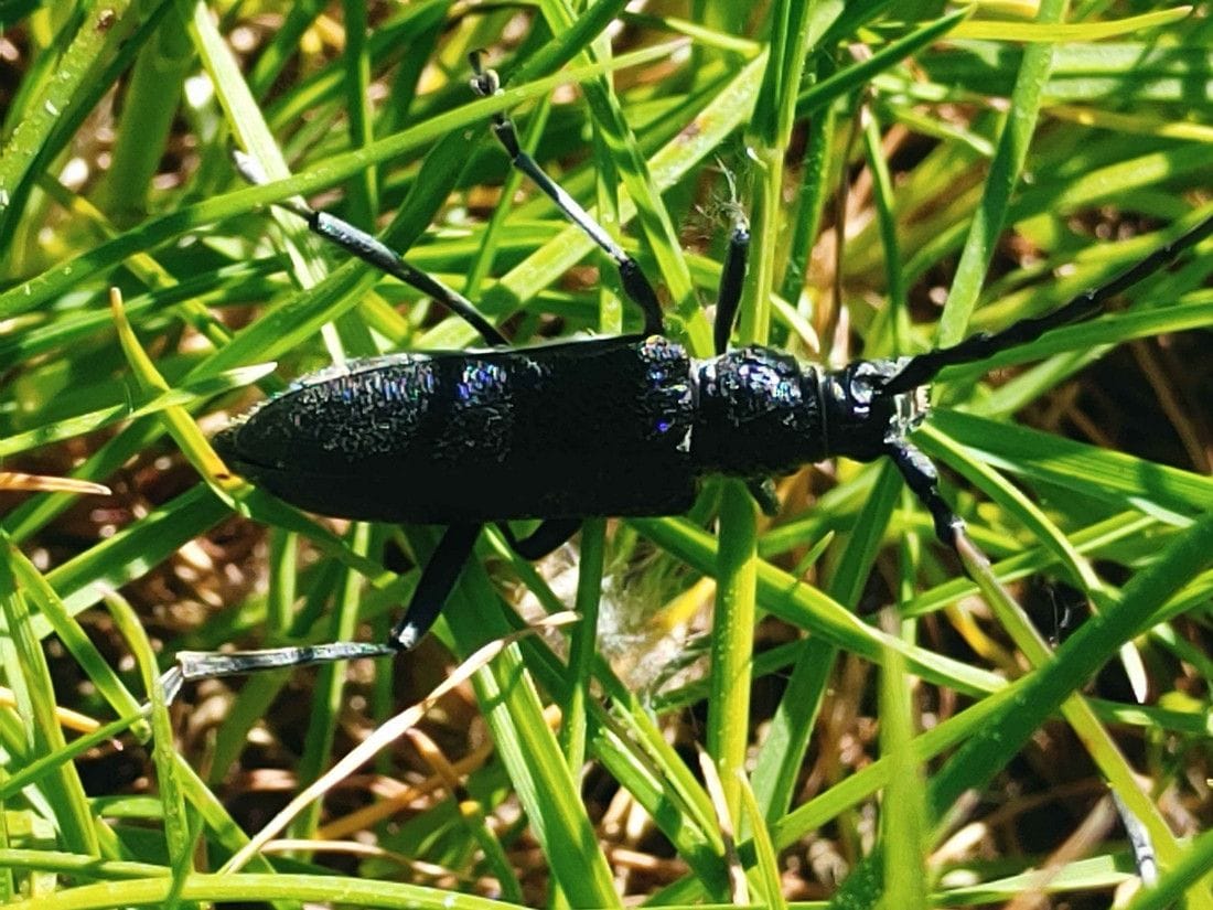 Der kleine Heldbock wurde im vergangenen Jahr in der Wartenberger Feldmark (Lichtenberg) dokumentiert.