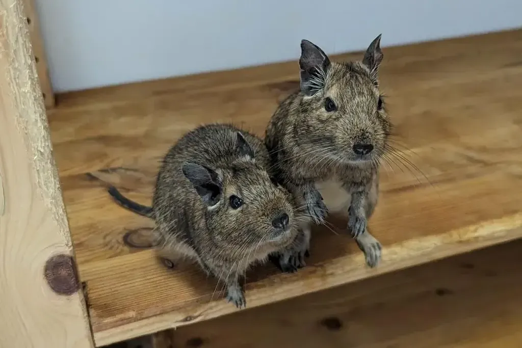 Zwei der drei Degus