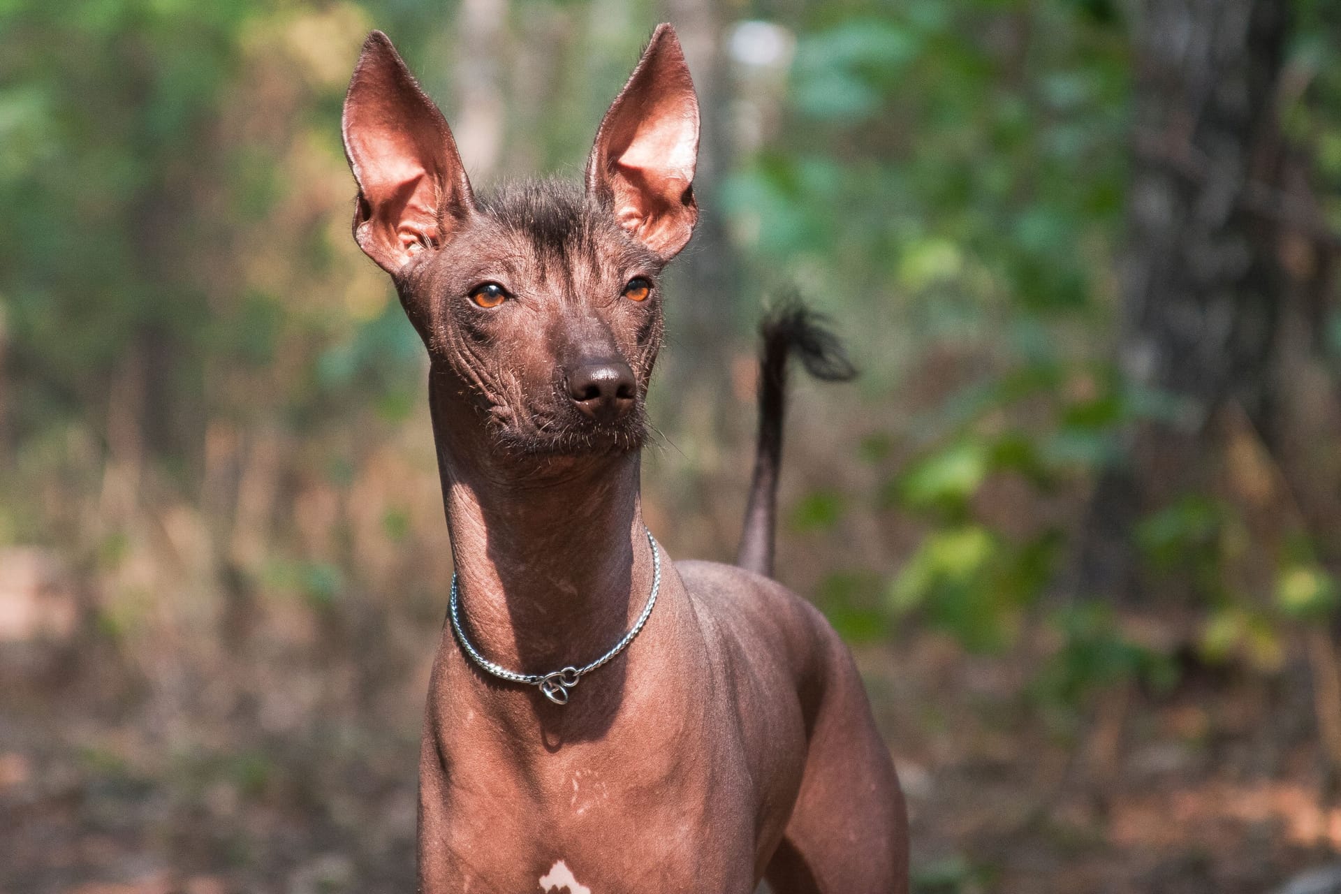 Xoloitzcuintle: Diese uralte, haarlose Hunderasse stammt aus Mexiko.