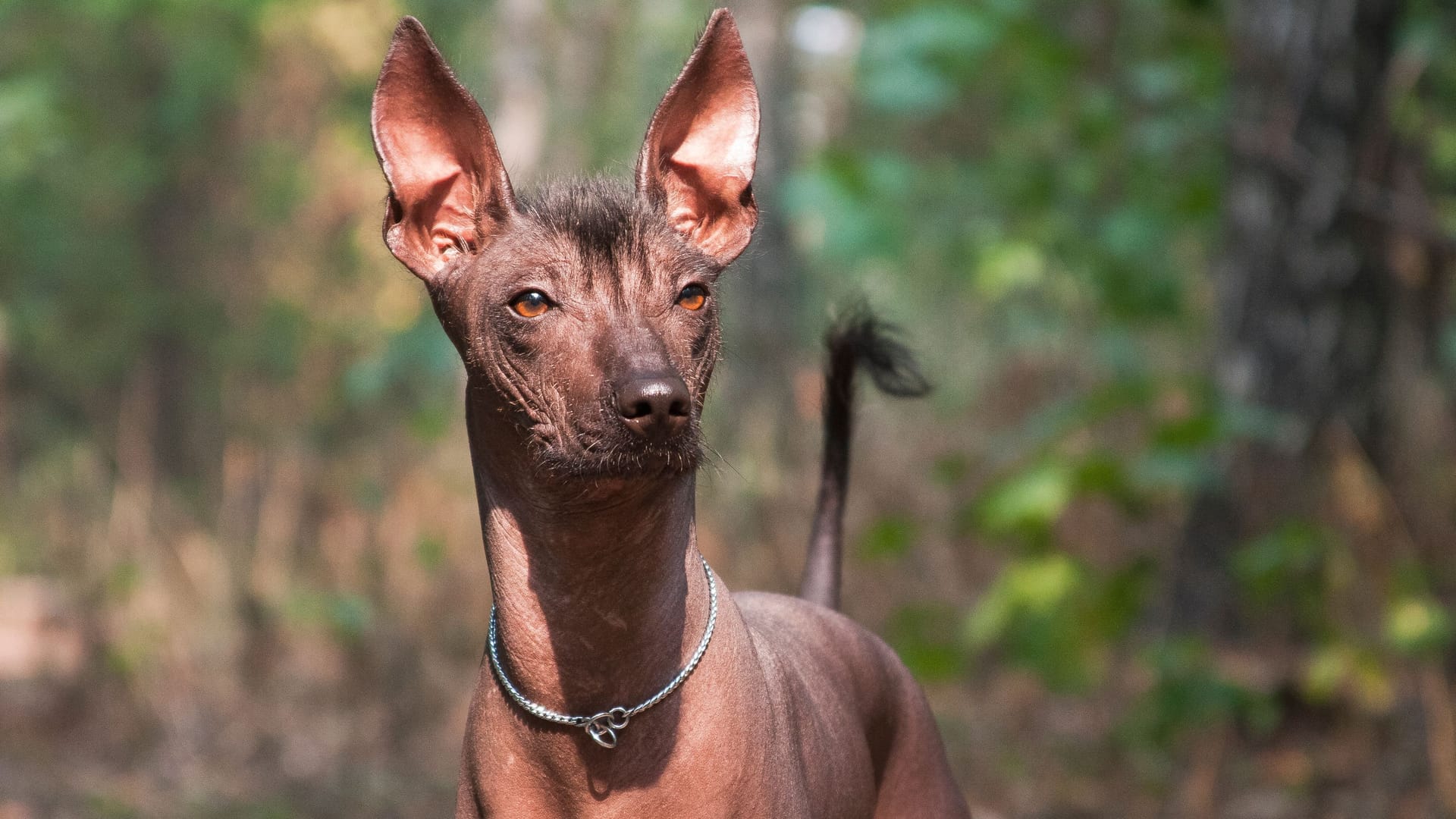 Xoloitzcuintle: Diese uralte, haarlose Hunderasse stammt aus Mexiko.