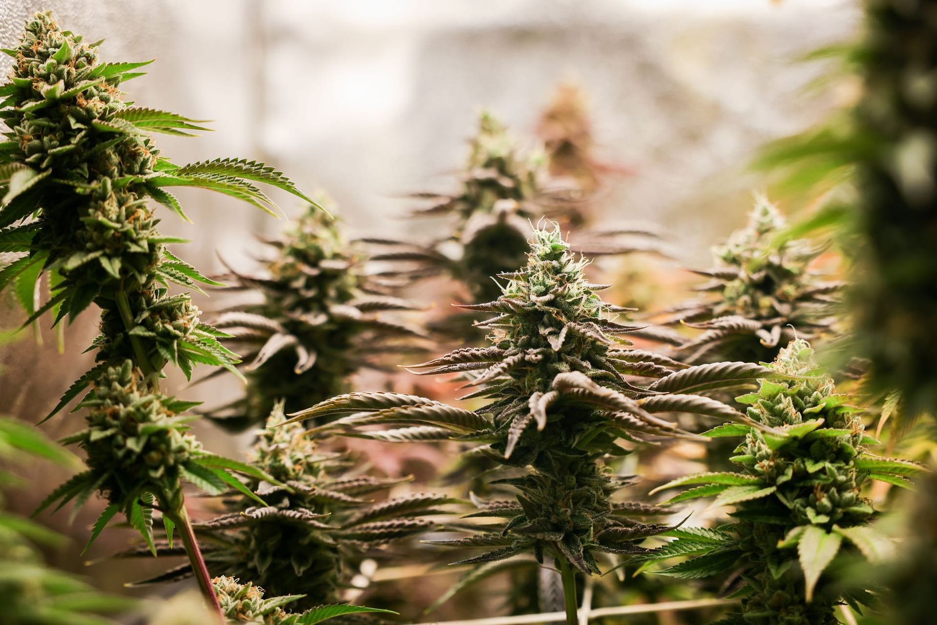 Cannabis (Symbolbild)