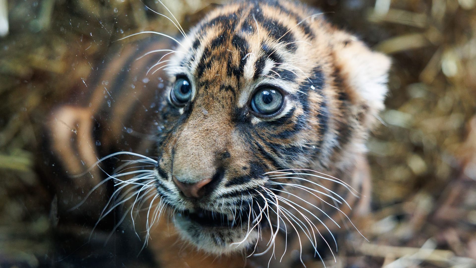 Einer der zwei kleinen Sumatra-Tiger reagiert im Zoo Frankfurt, als er erstmals der Öffentlichkeit vorgestellt wird. Mutter Cinta hatte die beiden Sumatra-Tigerbabys Rasmi und Mandala bereits am 20. Februar 2025 zur Welt gebracht.
