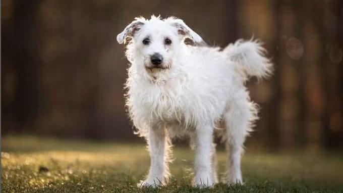 Hündin Luna: Was sie alles erlebt hat, wissen sie im Tierheim Nürnberg nicht – sie kam aber aus schlechter Haltung. Hündin Luna: Was sie alles erlebt hat, wissen sie im Tierheim Nürnberg nicht – sie kam aber aus schlechter Haltung.