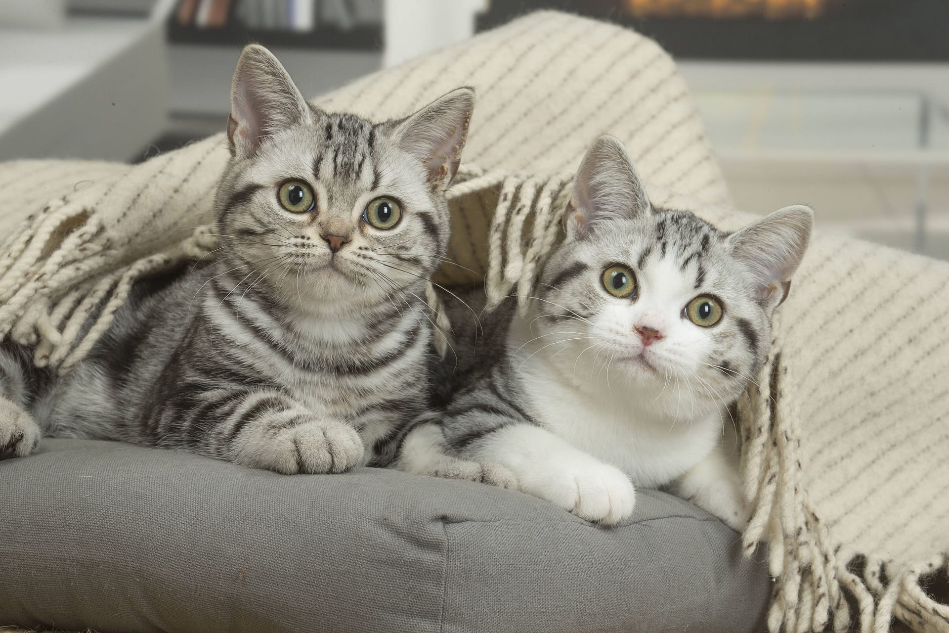 Zwei Katzen (Symbolbild): Die Geschwister brauchen Menschen, die viel Zeit haben.