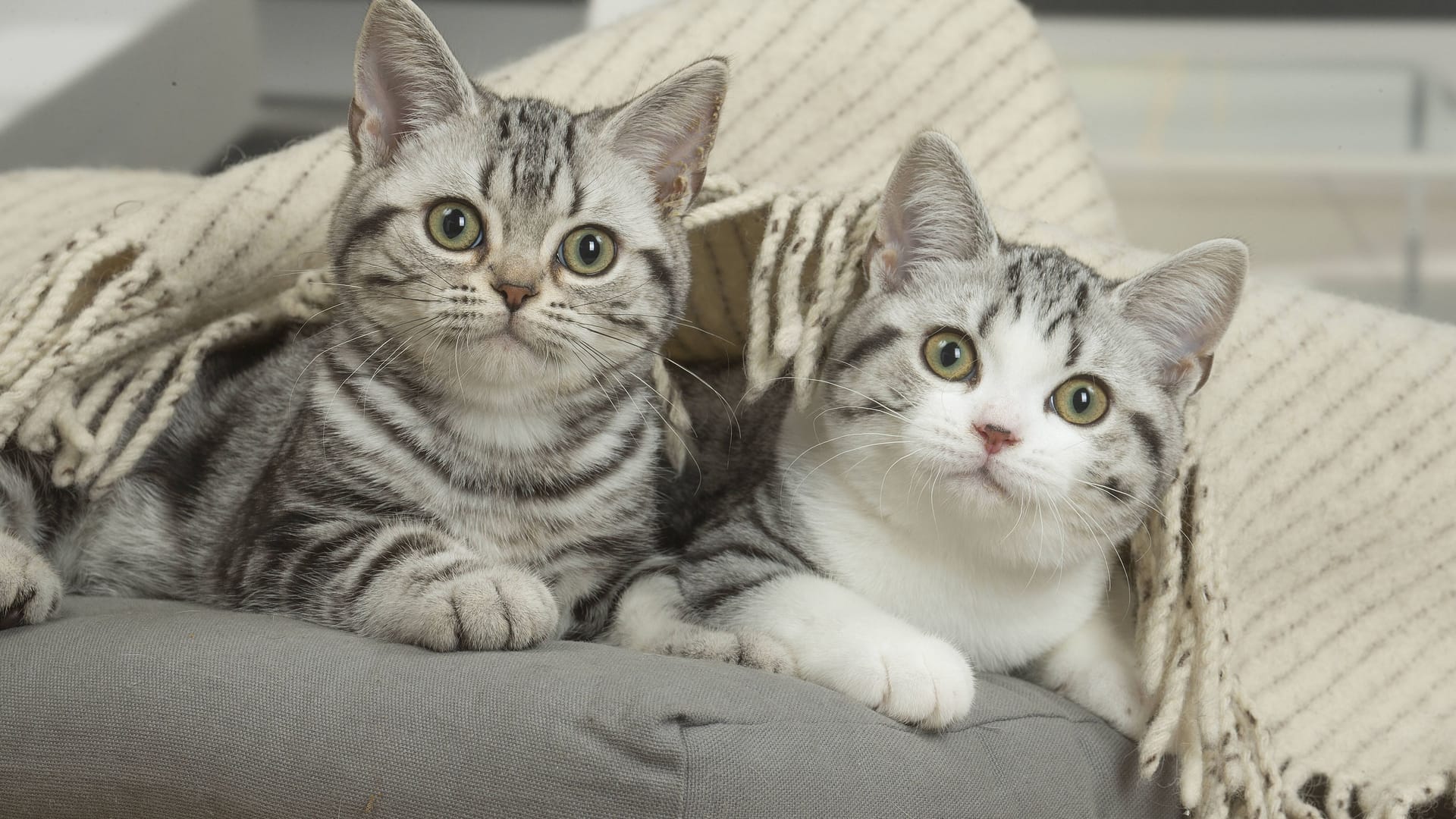 Zwei Katzen (Symbolbild): Die Geschwister brauchen Menschen, die viel Zeit haben.