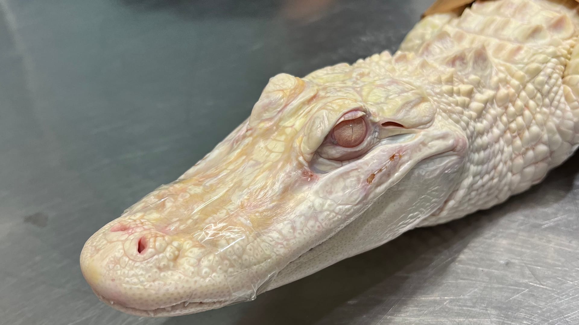 Der vielleicht spektakulärste Fund: Diesen lebenden Alligator entdeckten Zöllner 2022 im Gepäck eines Reisenden nach Singapur.