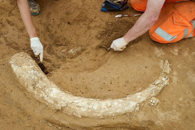 Der Zahn in seiner ganzen Pracht: Er soll mindestens 12.000 Jahre alt sein.