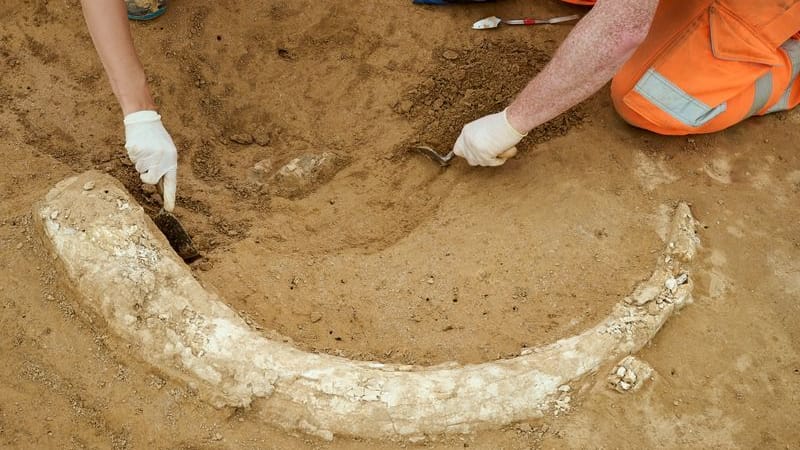 Der Zahn in seiner ganzen Pracht: Er soll mindestens 12.000 Jahre alt sein.
