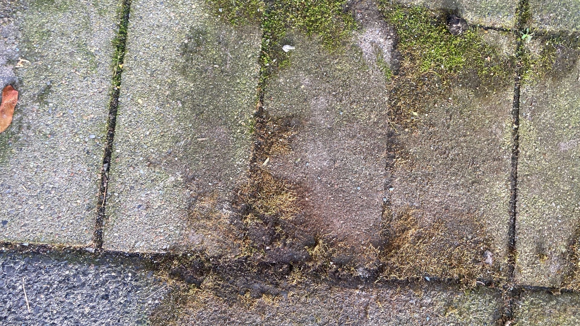 Das Moos konnte nur schwer entfernt werden.